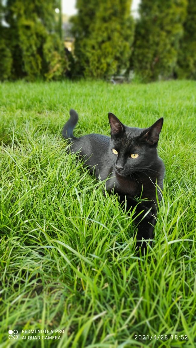 fotografia czarnego kota w trawie